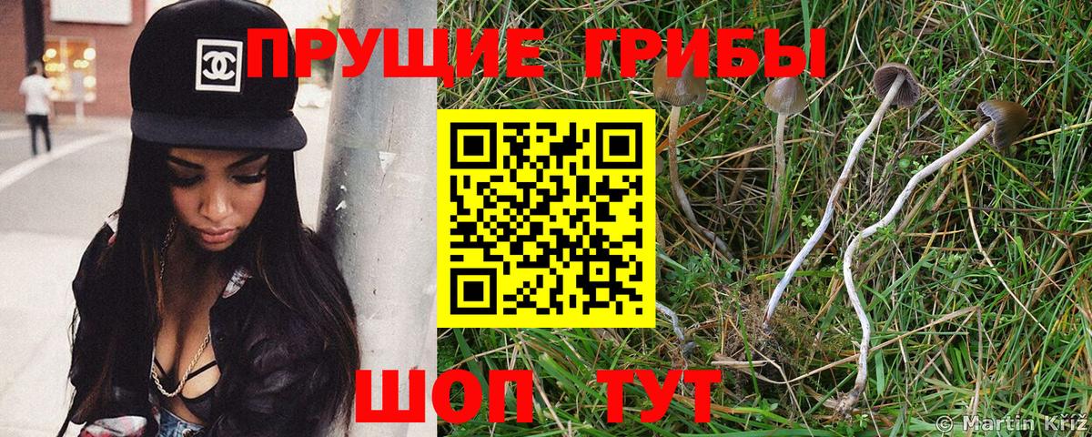 Псилоцибиновые грибы GOLDEN TEACHER Сарапул